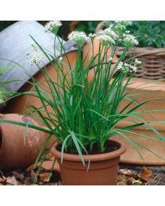 Allium tuberosum