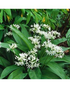Allium ursinum