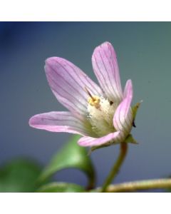 Anagallis tenella
