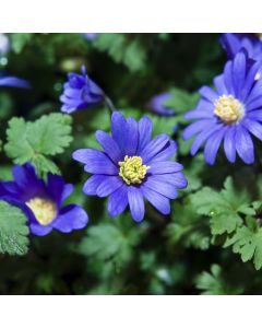 Anemone blanda