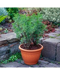 Artemisia abrotanum