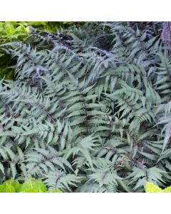 Athyrium niponicum pictum