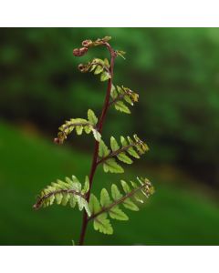 Athyrium otophorum 'Okanum'