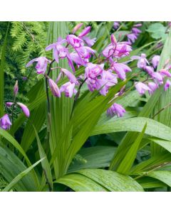Bletilla striata