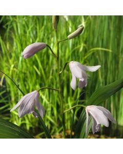 Bletilla striata 'Alba'