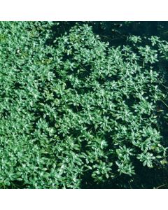 Callitriche palustris