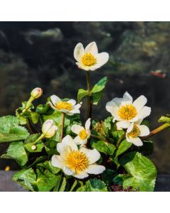 Caltha palustris alba