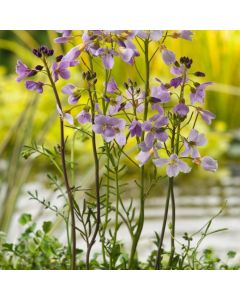 Cardamine pratensis