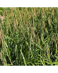 Carex pendula