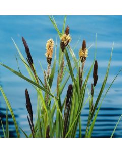 Carex riparia