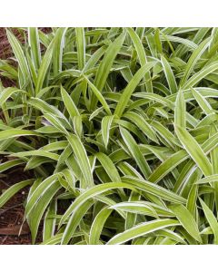 Carex siderosticta 'Variegata'