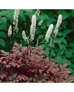 Actaea simplex 'Atropurpurea'
