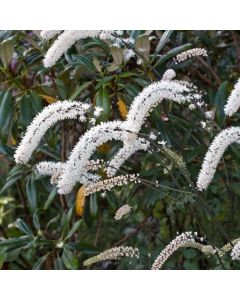 Actaea simplex 'Brunette'
