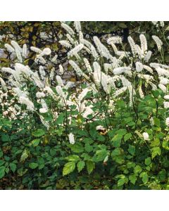 Actaea simplex 'White Pearl'