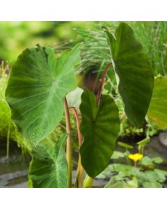Colocasia esculenta