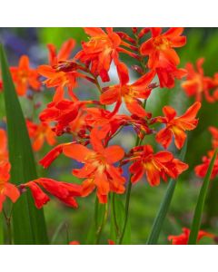 Crocosmia 'Red King'