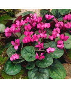 Cyclamen coum