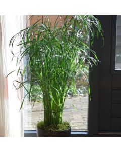 Cyperus alternifolius