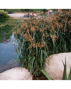 Cyperus longus
