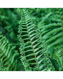 Dryopteris affinis 'Cristata'