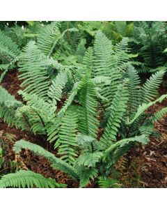 Dryopteris cycadina