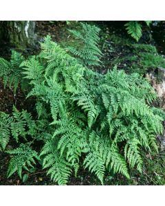 Dryopteris dilatata