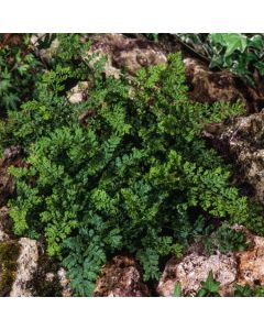 Dryopteris dilatata 'Lepidota Cristata'