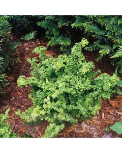 Dryopteris filix-mas 'Crispa'