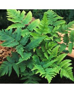 Dryopteris goldiana