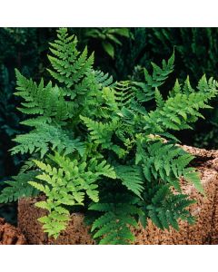 Dryopteris marginalis