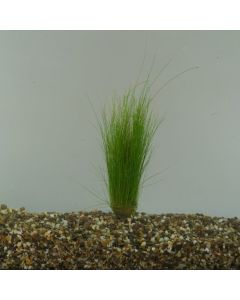 Eleocharis acicularis