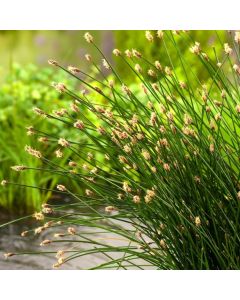 Eleocharis palustris
