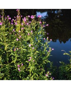 Epilobium hirsutum