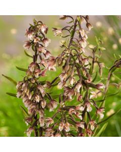 Epipactis palustris