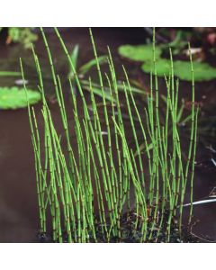 Equisetum fluviatile