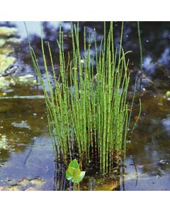 Equisetum hyemale