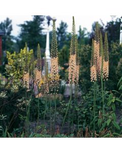 Eremurus robustus