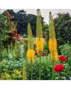 Eremurus stenophyllus