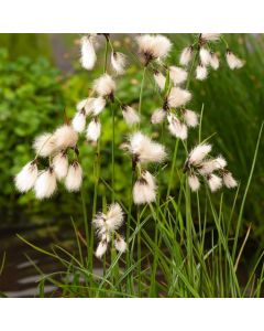 Eriophorum angustifolium