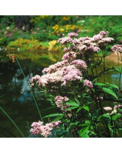 Eupatorium cannabinum