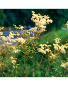 Filipendula ulmaria