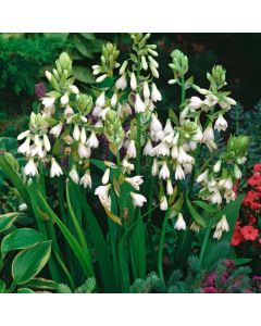 Galtonia candicans
