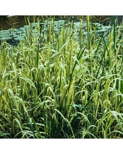 Glyceria maxima