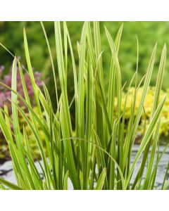Glyceria maxima 'Variegata'