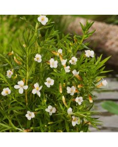 Gratiola officinalis