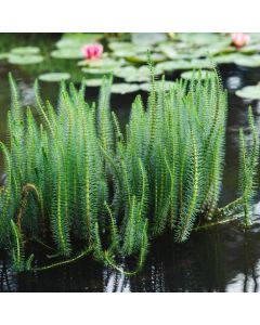 Hippuris vulgaris