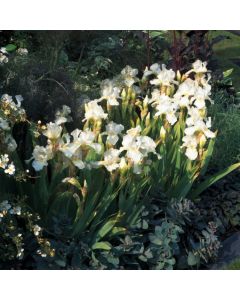 Iris germanica