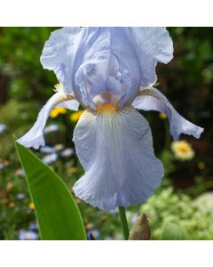 Iris (G) 'Harbor Blue'