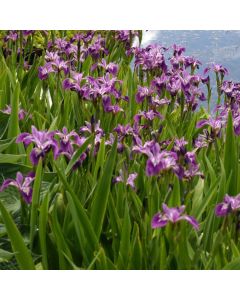 Iris laevigata