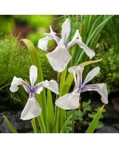 Iris laevigata 'Snowdrift'